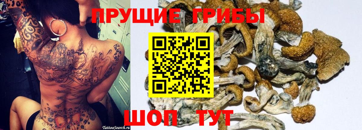 Псилоцибиновые грибы Psilocybe Подольск
